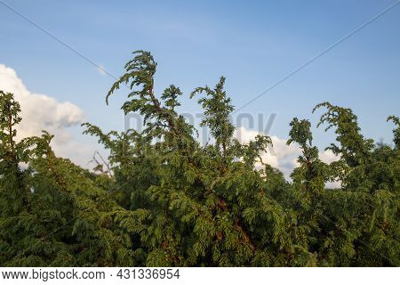 Juniper Tree (juniperus Procera) In The Wild Forest Environment, Commonly Used In Folk Medicine