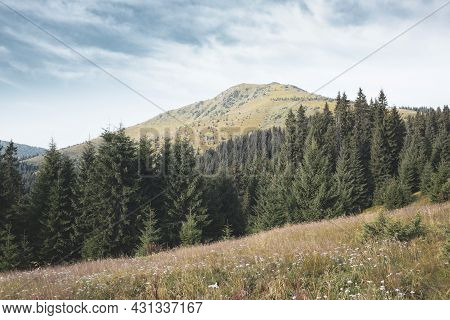 Mount Chyvchyn And Pine Green Forest In The Morning, Carpathians Mountains