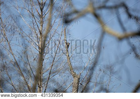 Yellow-shafted Northern Flicker (colaptes Auratus) Grooming On Its Perch On A Tree