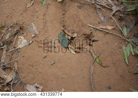 Armadillo (dasypus Novemcinctus) Tracks Settled In The Mud