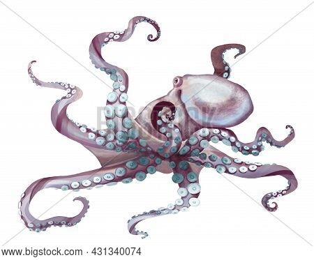 Watercolor Octopus. Sea Pulpa, Devilish With Tentacles Illustration Is Isolated On A White Backgroun
