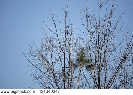 Cedar Waxwing (bombycilla Cedrorum) Focused On A Pine Tree