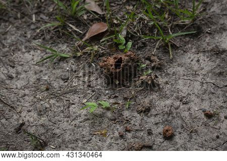 Muddy Crawfish Mound On Jutting Out Of The Ground