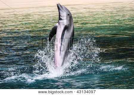 Tursiope giocando