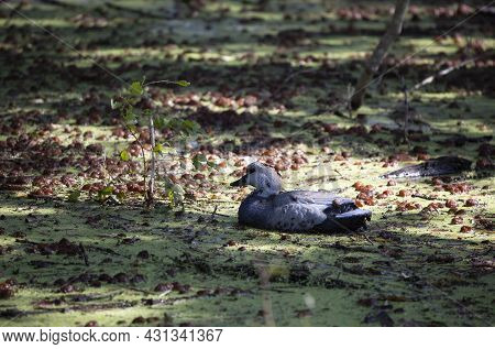 Field Crickets (gryllinae) Covering A Duck Decoy In A Swamp