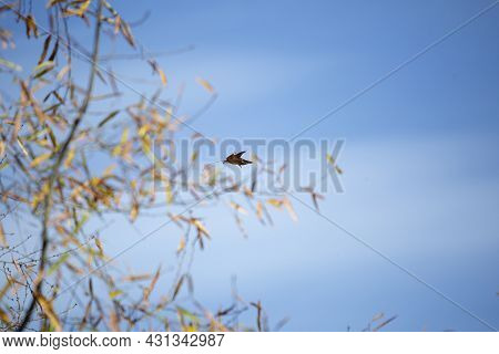 Dying Leaf Falliing Through The Sky Near A Tree With Yellowing Leaves