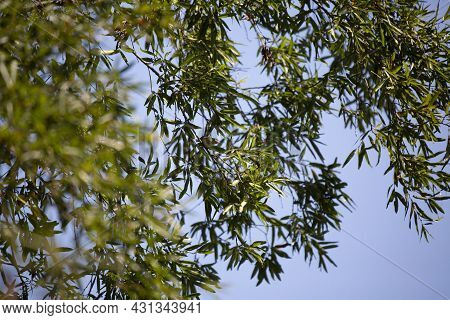 Philadelphia Vireo (vireo Philadelphicus) Looking Out From Its Perch On A Tree
