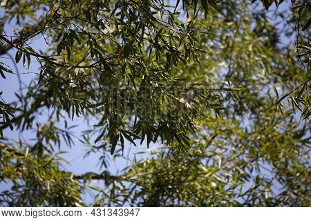 Philadelphia Vireo (vireo Philadelphicus) Foraging On A Tree