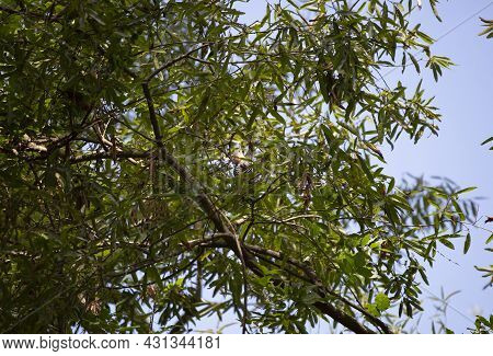 Red-bellied Woodpecker (melanerpes Carolinus) Sticking Out Its Tongue As It Hunts For Instects In A 