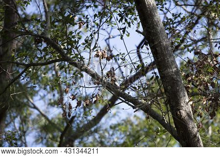 Immature Red-headed Woodpecker (melanerpes Erythrocephalus) Foraging Behind Dying Leaves On A Limb