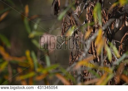 Orange-crowned Warbler (vermivora Celata) Perched Majestically On A Twig