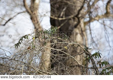 Ruby-crowned Kinglet (regulus Calendula) Perched On A Tree Branch