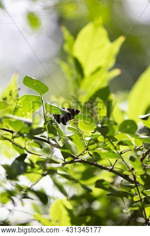 Silver-spotted Skipper (epargyreus Clarus) Feeding From A Healthy Bush