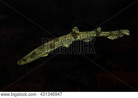 Small-spotted Catshark, Sandy Dogfish,  Lesser-spotted Dogfish, Rough-hound,  Morgay (scyliorhinus C