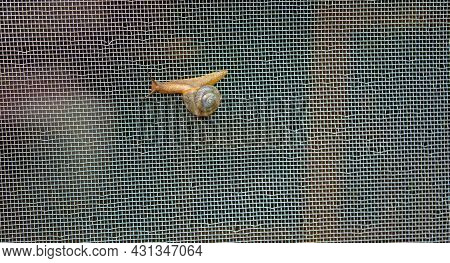 This Full Extended Common Land Snail Photograph Is Full Of Detail And Interest That Could Be Used By