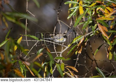 Female Yellow-rumped Warbler (setophaga Coronata) Perched On A Tree During The Autumn Leaves Changin