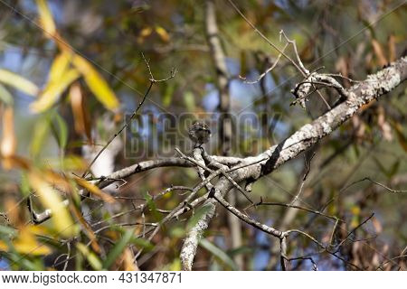 Female Yellow-rumped Warbler (setophaga Coronata) Facing Away On A Tree Branch