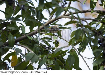 Female Yellow-rumped Warbler (setophaga Coronata) Perched Majestically On A Tree Branch