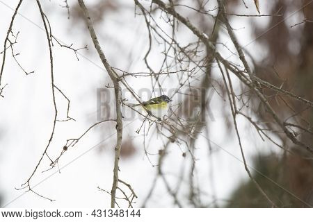 Curious Adult Blue-headed Vireo (vireo Solitarius) Looking Around From A Branch On A Cold, Gray Day