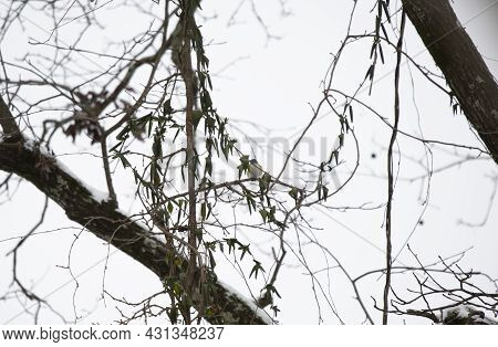 Adult Blue-headed Vireo (vireo Solitarius) Looking Ahead On A Cold, Gray Day