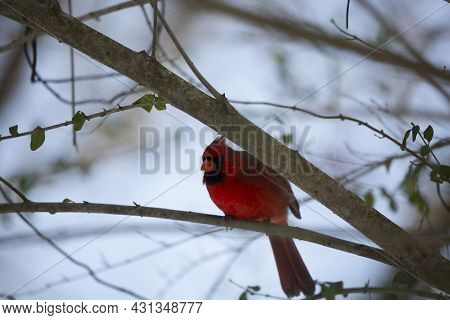 Male Northern Cardinal (cardinalis Cardinalis), With Its Crest Up, Preparing To Take Flight From A T