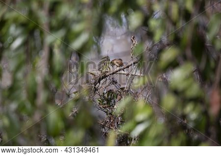 Carolina Wren (thryothorus Ludovicianus) Sharpening Its Beak On A Branch