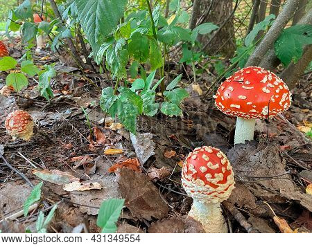 Red Mushroom Or Toadstool In The Autumn Forest. Green Leaves On The Tree And Dry Brown Ones On The G