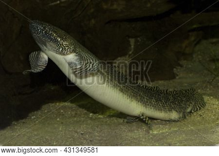 West African Lungfish (protopterus Annectens) In Aquarium.