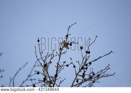 Curious And Majestic Cedar Waxwing (bombycilla Cedrorum) On A Tree