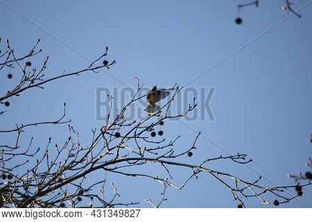 Cedar Waxwing (bombycilla Cedrorum) Taking Flight From A Tree Limb