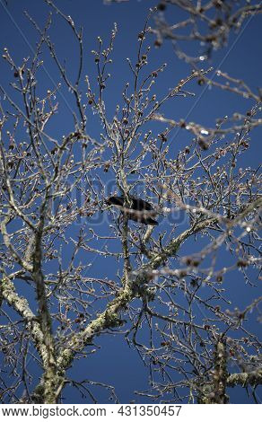 American Crow (corvus Brachyrhynchos) Cawing A Warning From A Perch On An Icy Branch