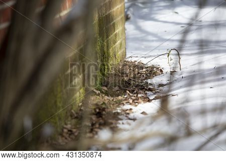 Fox Sparrow (passerella Iliaca) Foraging On A Small Patch Of Thawed Ground Near A Brick House With S