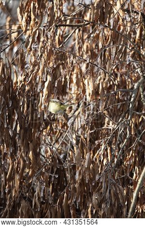 Orange-crowned Warbler (vermivora Celata) Hopping From One Perch To Another Near Icy, Dead Leaves On