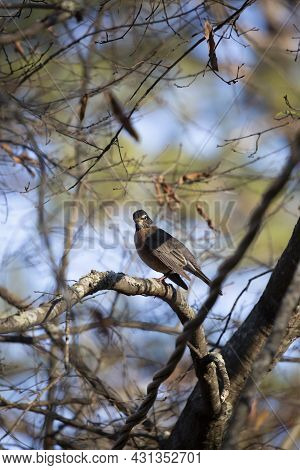Sassy American Robin (turdus Migratorius) Looking Around From Its Perch On A Tree Branch
