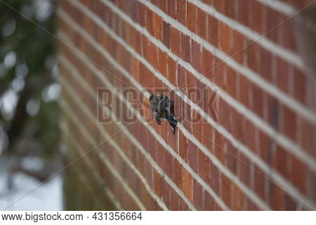Yellow-rumped Warbler (setophaga Coronata) Perched On A Red Brick Wall