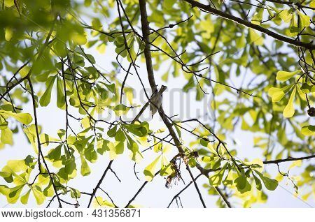 Blue-gray Gnatcatcher (polioptila Caerulea) Looking Out Majestically As It Forages On A Tree