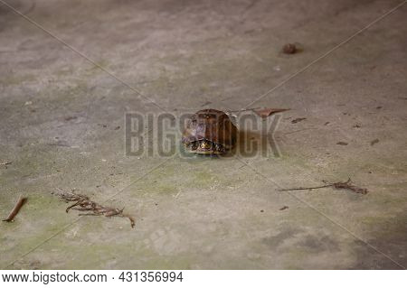 Eastern Box Turtle (terrapene Carolina Carolina) In Its Shell  On Cement