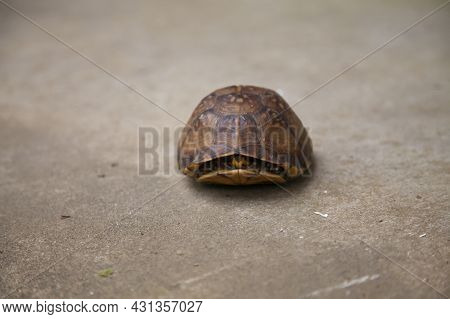 Eastern Box Turtle (terrapene Carolina Carolina) In Its Shell  On Cement