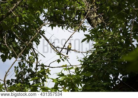 Curious Great-crested Flycatcher (myiarchus Crinitus) Looking Around In A Clearing Between Tree Bran