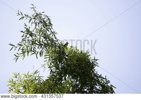 Great-crested Flycatcher (myiarchus Crinitus) Looking Around From Its Perch At The Top Of A Tree