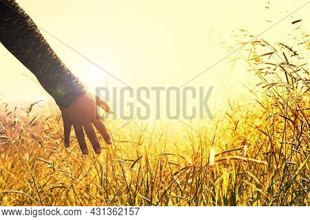 A Close-up Of Crops Growing On Field