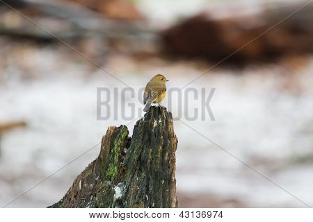Rot flankierte Bluetail