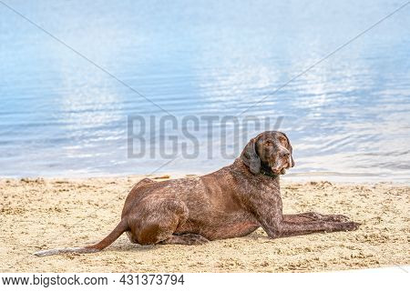 Detailed German Short Haired Pointer, Gsp Dog Lies On The Beach Of A Lake During A Summer Day. He St