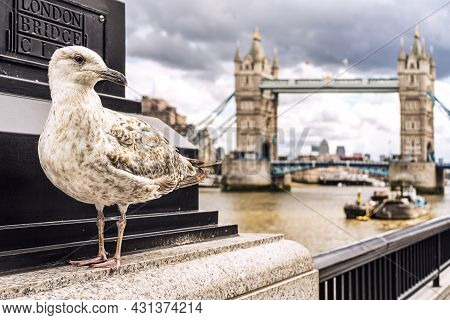 Seagull Portrait Inftont Of Tower Bridge At London At Uk