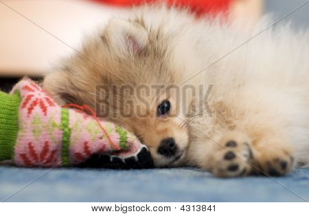 Pomeranian pystykorva pentu