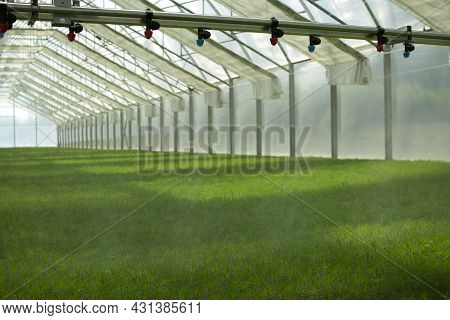 A Greenhouse For Growing Plants And Trees. Irrigation Technology In The Greenhouse.