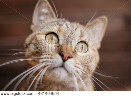 Portrait Of A Funny Ginger Cat With A Splayed Mustache.