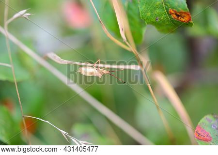 A Bug On A Plant. Portrait Of A Bug.