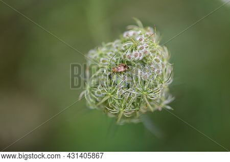 A Bug On A Plant. Portrait Of A Bug.