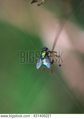 A Close Up Of A Fly On A Plant.